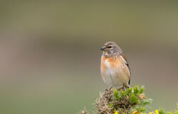 Photographed at Pleinmont. on 1/5/2024. Photo: &copy; Julie Davis