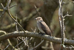 Photographed at Fort Hommet. on 10/5/2024. Photo: &copy; Dave Carre