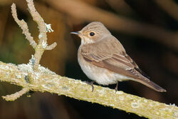 Photographed at Fort Hommet [HOM]. on 10/5/2024. Photo: &copy; Christopher Wilkinson