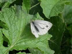 Photographed at Fort Hommet. on 19/5/2024. Photo: &copy; Wayne Turner