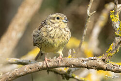 Photographed at Pulias. on 21/5/2024. Photo: &copy; Dave Carre
