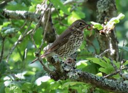 Photographed at Reservoir. on 23/5/2024. Photo: &copy; Wayne Turner