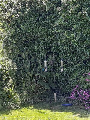 Photographed at Les Blanches, SM [Unknown Site]. on 2/6/2024. Photo: &copy; Jamie Hooper