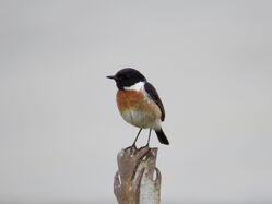 Photographed at Fort Hommet. on 17/6/2024. Photo: &copy; Wayne Turner