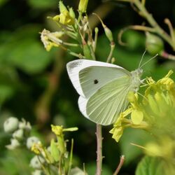 Photographed at Fort Hommet. on 17/6/2024. Photo: &copy; Wayne Turner