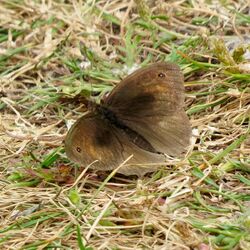 Photographed at Lihou Island. on 24/6/2024. Photo: &copy; Wayne Turner