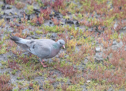 Photographed at Vale Pond. on 8/7/2024. Photo: &copy; Julie Davis