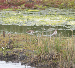 Photographed at Vale Pond. on 8/7/2024. Photo: &copy; Julie Davis