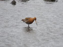 Photographed at Vale Pond. on 8/7/2024. Photo: &copy; Tony Bisson
