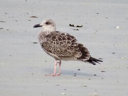 Photographed at L' Erée. on 13/7/2024. Photo: &copy; Wayne Turner