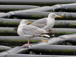 Photographed at Reservoir. on 26/7/2024. Photo: &copy; Wayne Turner