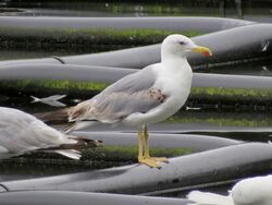 Photographed at Reservoir. on 26/7/2024. Photo: &copy; Wayne Turner