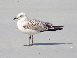 Photographed at L' Erée. on 4/8/2024. Photo: &copy; Wayne Turner