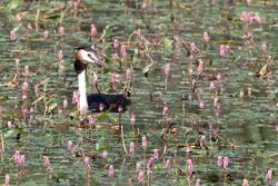 Photographed at Reservoir [RES]. on 5/8/2024. Photo: &copy; Rod Ferbrache