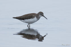 Photographed at Claire Mare. on 5/8/2024. Photo: &copy; Dave Carre