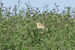 Photographed at Pleinmont [PLE]. on 10/8/2024. Photo: &copy; Cindy Loaring
