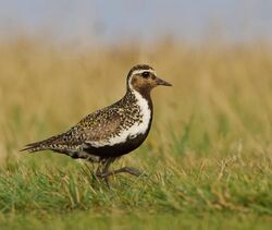 Photographed at Chouet [CHO]. on 11/8/2024. Photo: &copy; Rachel Ridley