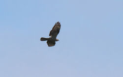 Photographed at Les Grantez, CAT [LGZ]. on 11/8/2024. Photo: &copy; Judy Down