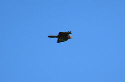 Photographed at Les Grantez, CAT [LGZ]. on 11/8/2024. Photo: &copy; Judy Down