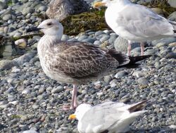 Photographed at Perelle. on 14/8/2024. Photo: &copy; Wayne Turner