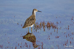 Photographed at Vale Pond. on 16/8/2024. Photo: &copy; Dave Carre