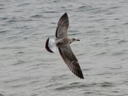 Photographed at L'Eree. on 17/8/2024. Photo: &copy; Wayne Turner