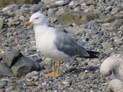 Photographed at Perelle. on 18/8/2024. Photo: &copy; Wayne Turner