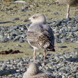 Photographed at Perelle. on 16/8/2024. Photo: &copy; Wayne Turner