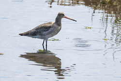 Photographed at Vale Pond. on 20/8/2024. Photo: &copy; Dave Carre