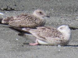 Photographed at L'Eree. on 17/8/2024. Photo: &copy; Tony Bisson