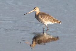 Photographed at Vale Pond [VAL]. on 23/8/2024. Photo: &copy; Rod Ferbrache