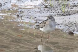 Photographed at Grande Mare [GMA]. on 3/9/2024. Photo: &copy; Rod Ferbrache