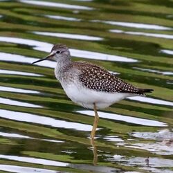 Photographed at Grande Mare. on 3/9/2024. Photo: &copy; Grace Dovey