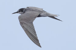 Photographed at Pelagic trip. on 1/9/2024. Photo: &copy; Richard Vowles