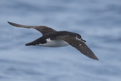 Photographed at Pelagic trip. on 1/9/2024. Photo: &copy; Richard Vowles