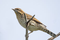 Photographed at Fort Hommet. on 6/9/2024. Photo: &copy; Dave Carre