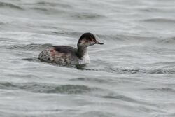 Photographed at Richmond [RIC]. on 9/9/2024. Photo: &copy; Rod Ferbrache