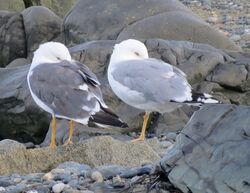 Photographed at Perelle. on 12/9/2024. Photo: &copy; Wayne Turner
