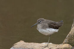 Photographed at Grand Pré. on 18/9/2024. Photo: &copy; Dave Carre