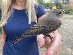 Photographed at Coutanchez. on 26/9/2024. Photo: &copy; Roy Standford