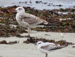 Photographed at L' Erée. on 29/9/2024. Photo: &copy; Wayne Turner