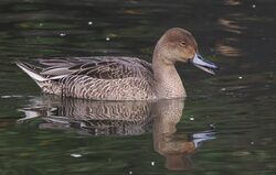 Photographed at Monnaie Pond. on 1/10/2024. Photo: &copy;  Rockdweller