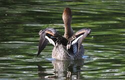 Photographed at Monnaie Pond. on 1/10/2024. Photo: &copy;  Rockdweller
