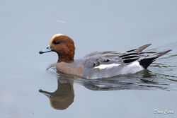 Photographed at Vale Pond. on 14/10/2024. Photo: &copy; Dave Carre