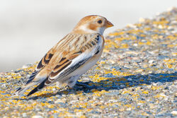 Photographed at L'Eree. on 26/10/2024. Photo: &copy; Christopher Wilkinson