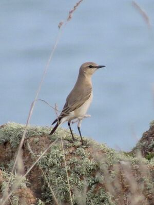 Photographed at Fort Hommet. on 27/10/2024. Photo: &copy; Wayne Turner