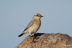 Photographed at Fort Hommet. on 27/10/2024. Photo: &copy; Dave Carre