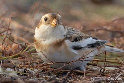 Photographed at L' Erée. on 28/10/2024. Photo: &copy; Dave Carre