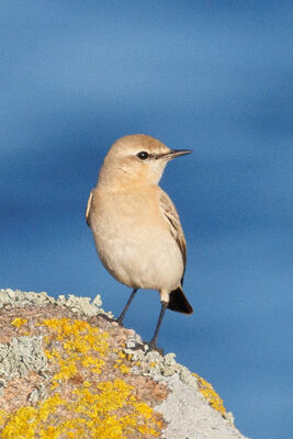 Photographed at Fort Hommet [HOM]. on 26/10/2024. Photo: &copy; Rod Ferbrache