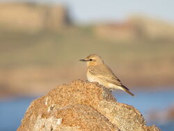 Photographed at Select location. on 27/10/2024. Photo: &copy; Mark Guppy